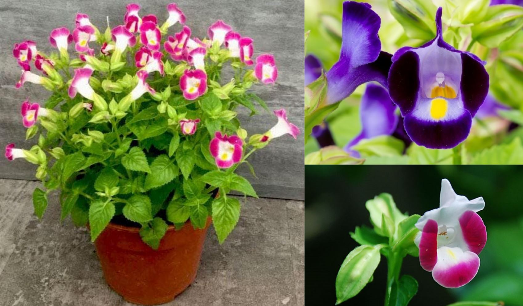 C&aacute;ch trồng c&acirc;y Hoa Tố Li&ecirc;n